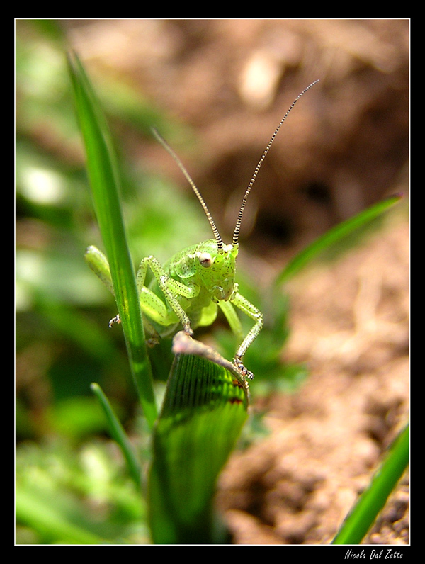 ortottero